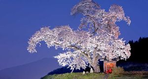 ｢小沢の桜｣福島, 田村市 (© JTB Photo Communications, Inc./ageFOTOSTOCK)(Bing Japan)
