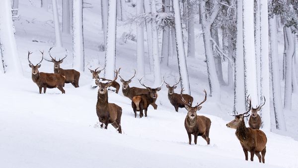Herd of red deer stags in a snow-covered pine forest, Cairngorms National Park