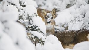 Roe deer nestled in the snowy forest, Sesto, Pusteria valley, dolomites, Trentino Alto Adige (© Federica Cattaruzzi/Sime/eStock Photo)(Bing Italia)