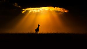 一只马赛长颈鹿，肯尼亚马赛马拉国家保护区 (© Andy Rouse/Minden Pictures)(Bing China)