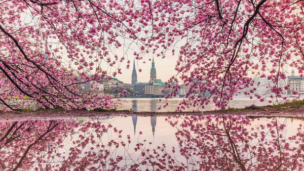 Blühende Kirschbäume an der Binnenalster, Hamburg