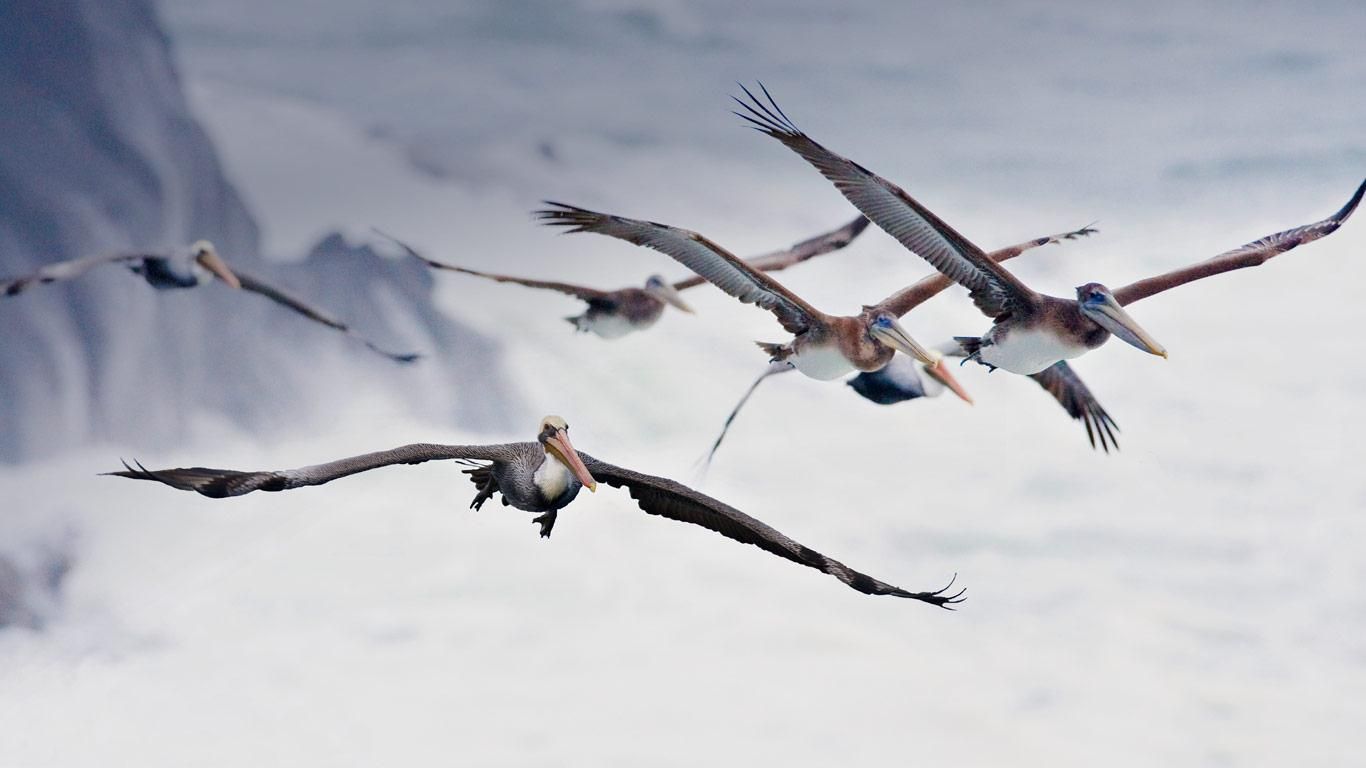 Pelicans in flight, near Bandon, Oregon