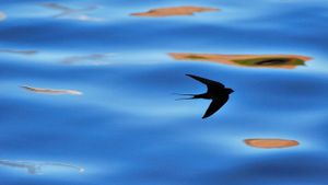 苏格兰，贝里克郡燕子的剪影 (© Laurie Campbell/Alamy)(Bing China)