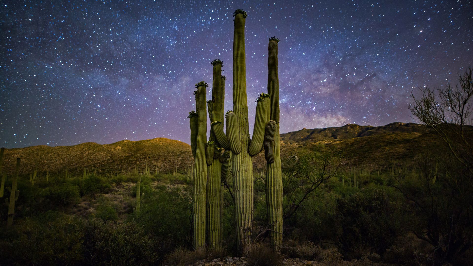 Saguaro \'family\' and Milky Way, Saguaro National Park, Arizona, USA