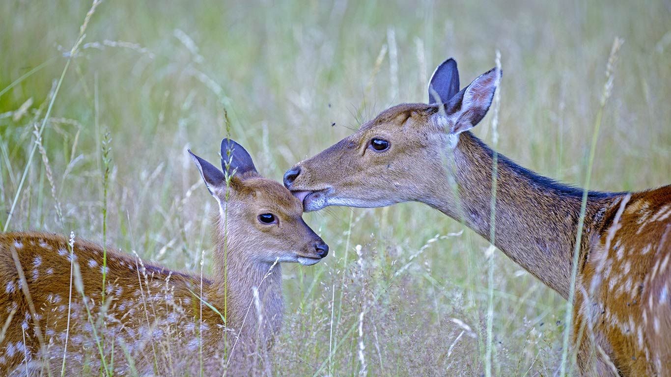 Sika deer with fawn, Haute Saone, France