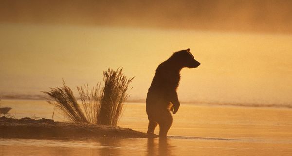 Adult brown bear in the fog at Lake Katmai National Park in Southwest Alaska