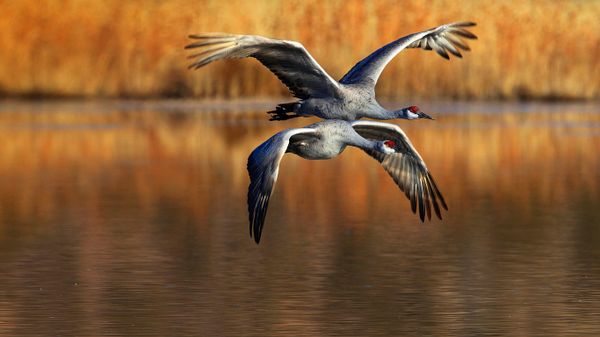Sandhill cranes flying, Bosque del Apache National Wildlife Refuge, New Mexico
