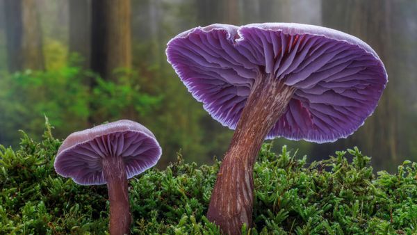 Funghi agarici ametistini, Seabeck, Washington, USA