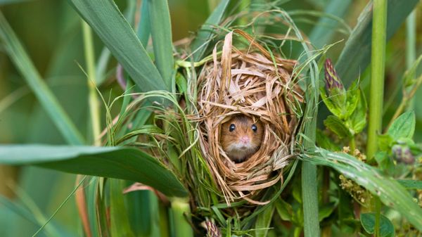 Harvest mouse nesting in reeds, France