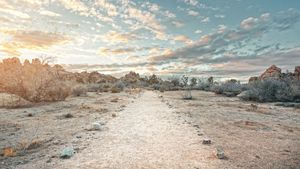 Joshua Tree National Park, California (© JJ Landscapes/Getty Images)(Bing United States)