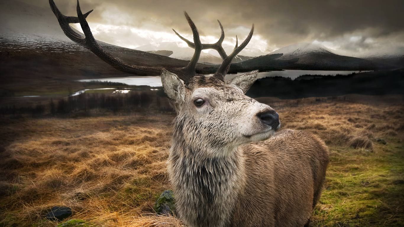Close-up of a red stag in the Scottish Highlands