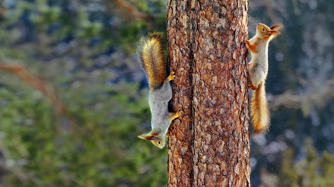 Eurasian red squirrels in Finland