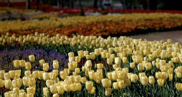 Yellow Tulips at the Canberra Floriade - Annual Flower Festival Canberra, Australia