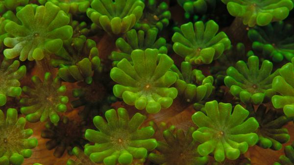 Coral colony detail, Indonesia