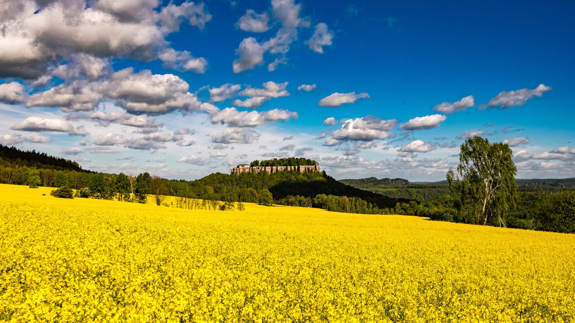 Rapsfelder vor der Festung Königstein, Sächsische Schweiz, Sachsen
