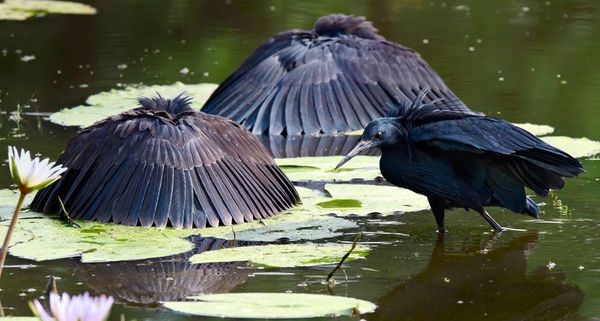EgretsFishing