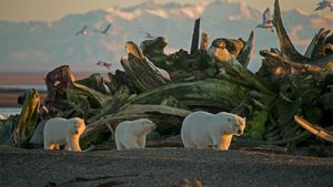北极国家野生动物保护区里的一只雌性北极熊和她的幼崽，阿拉斯加 (© Steven Kazlowski/Minden Pictures)(Bing China)
