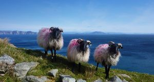 爱尔兰梅奥郡阿奇尔岛的羊 (© Maura Molloy) &copy; (Bing China)