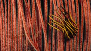 Feather star clinging to harp gorgonian in the Great Barrier Reef, Queensland (© Fred Bavendam/Minden Pictures/plainpicture)(Bing Australia)