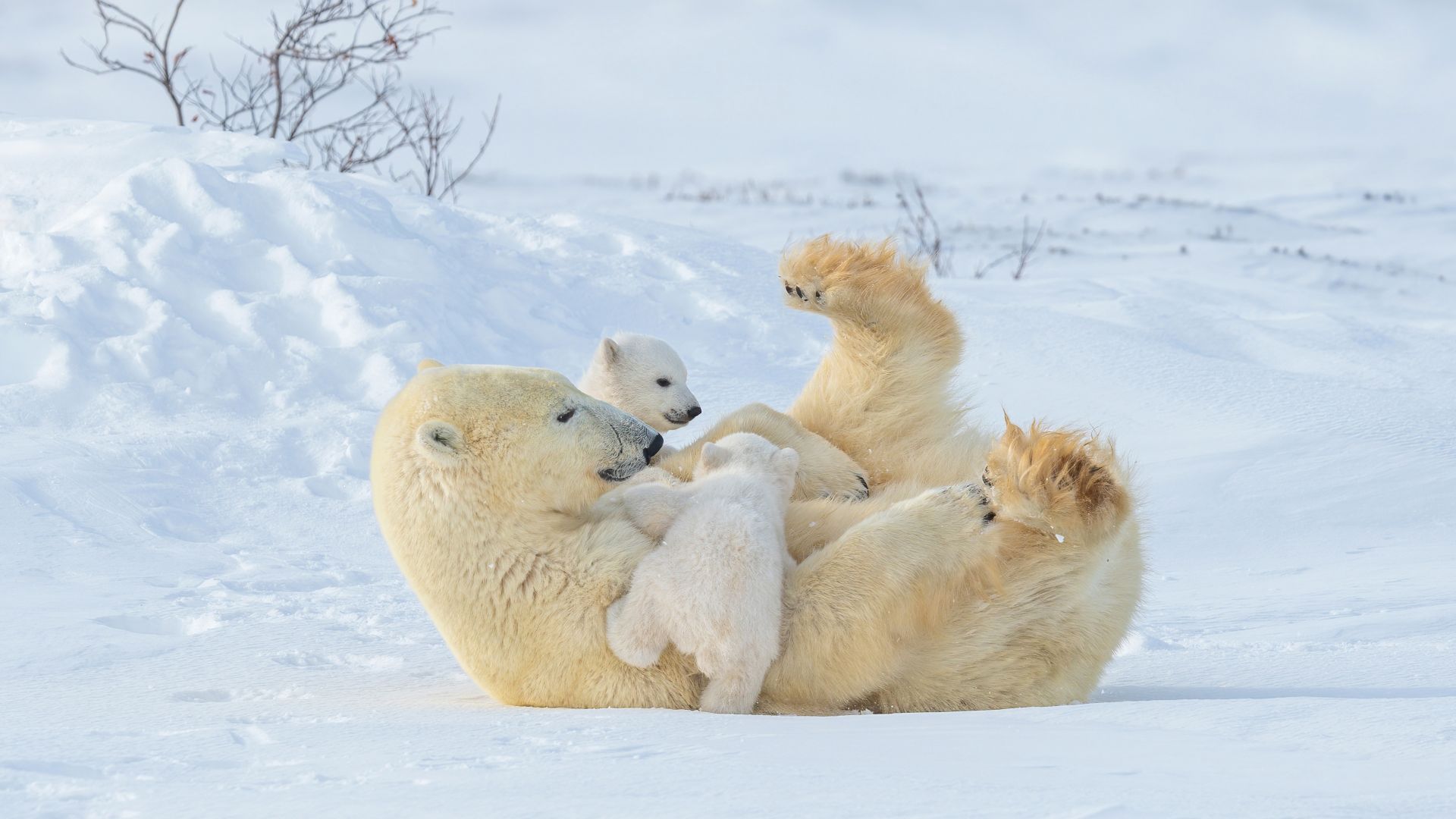 Polar bear mother and cubs playing in Wapusk National Park, Manitoba