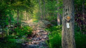 阿巴拉契亚国家步道,新泽西州斯托克斯州立森林 (© Frank DeBonis/Getty Images)(Bing China)