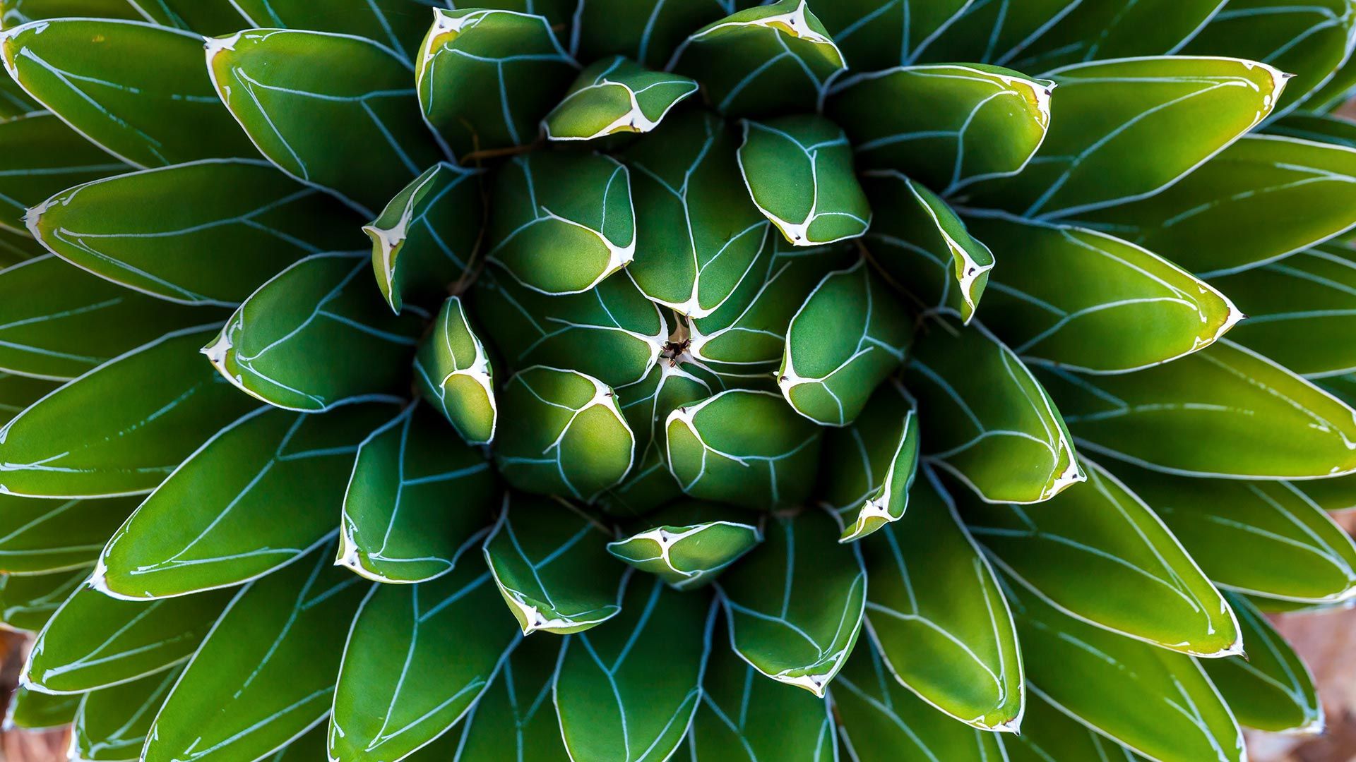 Queen Victoria agave plant