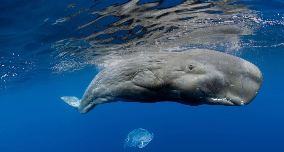 Sperm Whale off the coast of the  Azores, Portugal