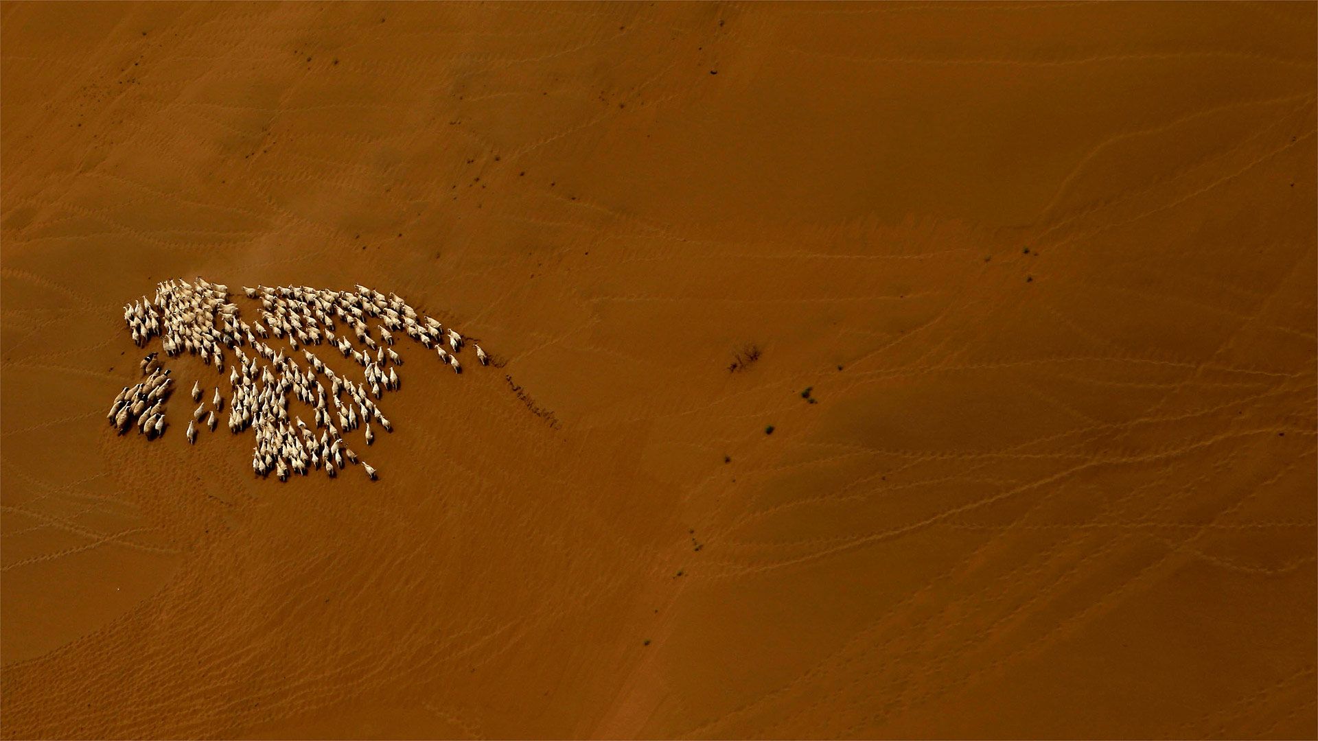A flock of sheep in the Gobi Desert