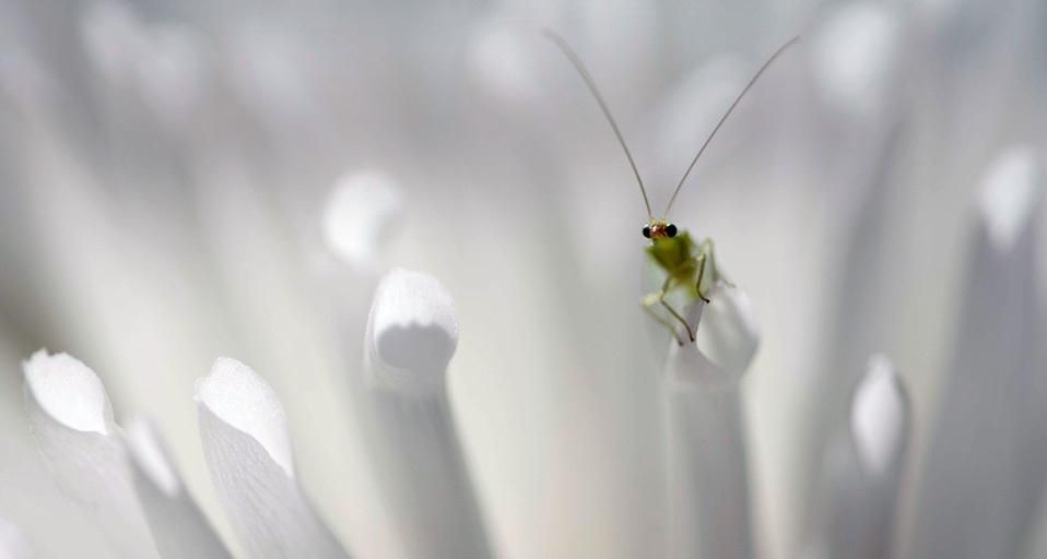 GreenLacewing