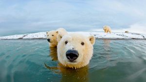 Ours blancs, refuge faunique national Arctic (Arctic National Wildlife Refuge), Alaska, États-Unis (© Steven Kazlowski/SuperStock)(Bing France)