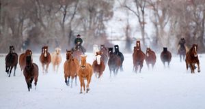 Wranglers driving American Quarter Horses in the winter, Wyoming (© Frank Lukasseck/Corbis) &copy; (Bing New Zealand)