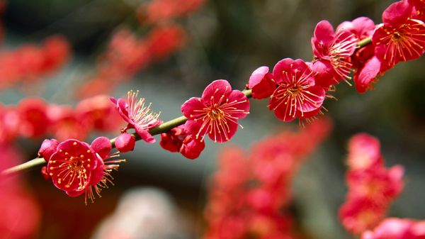 ｢北野天満宮の梅｣京都, 上京区
