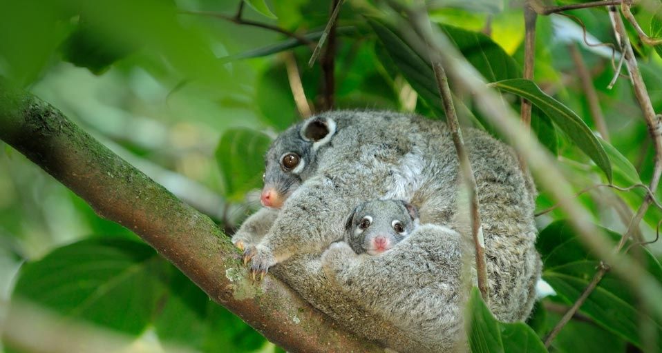 GreenRingtailPossum