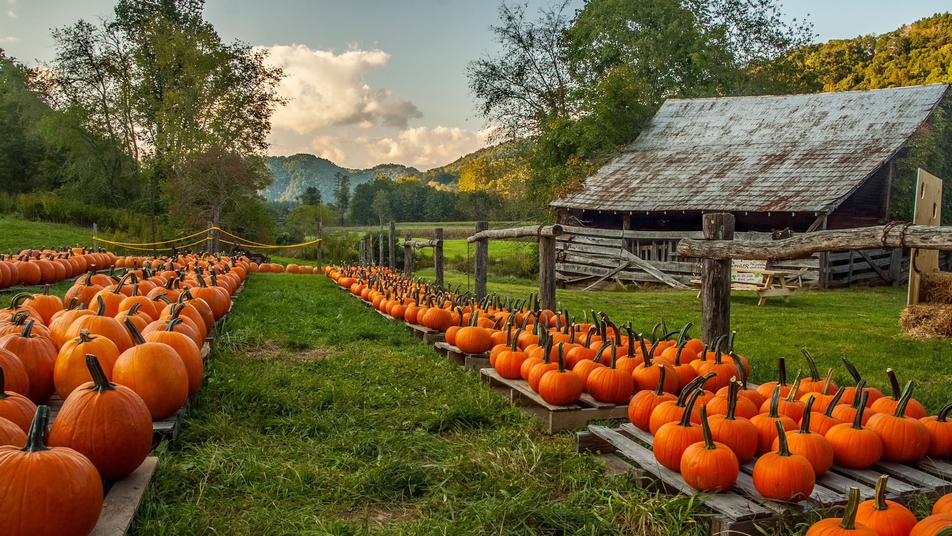 Zucche in azienda agricola, Carolina del Nord, USA