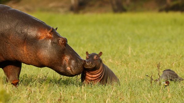 Madre e cucciolo di ippopotamo, Parco nazionale del Chobe, Botswana