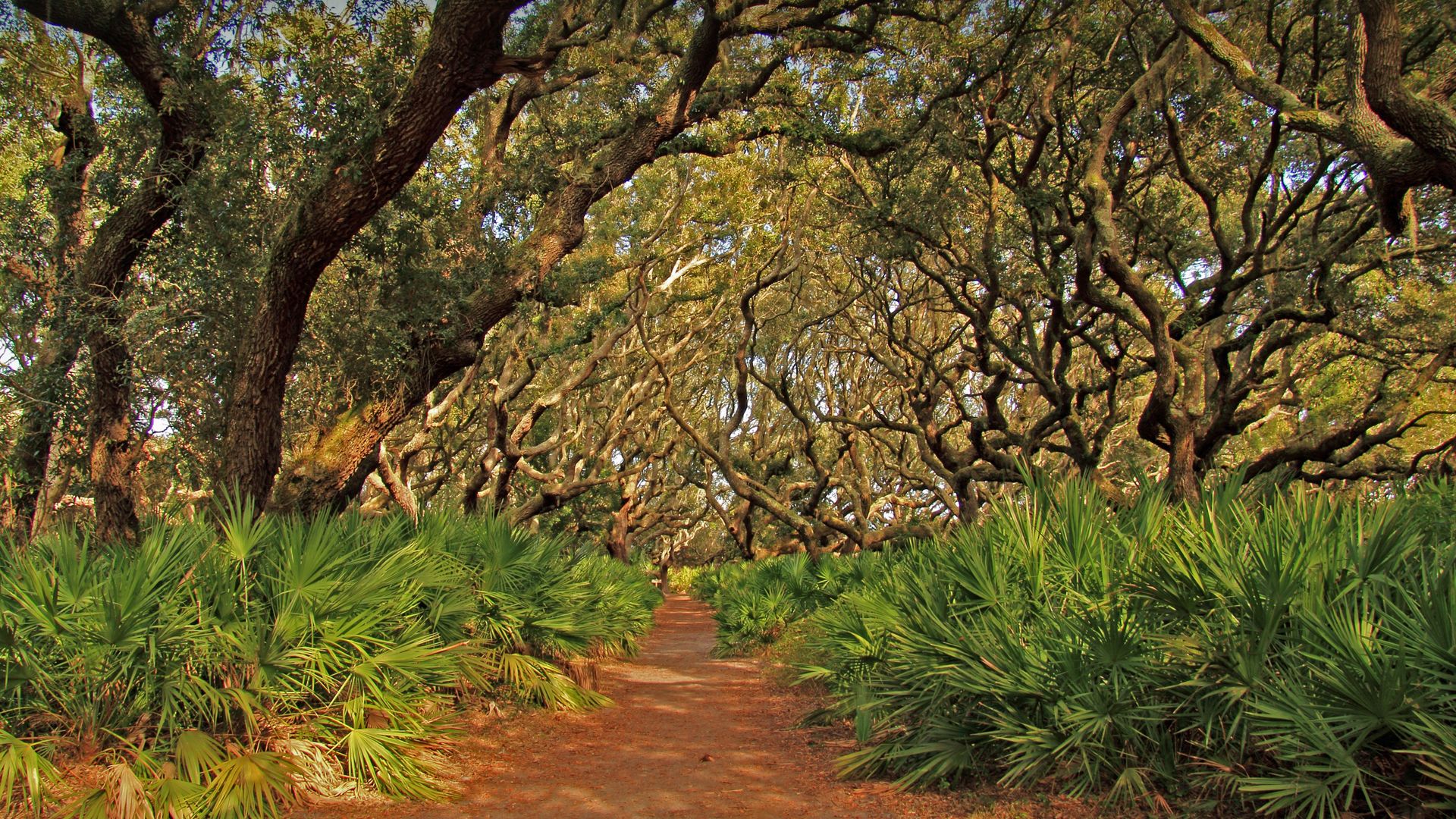 Cumberland Island National Seashore, Georgia, USA