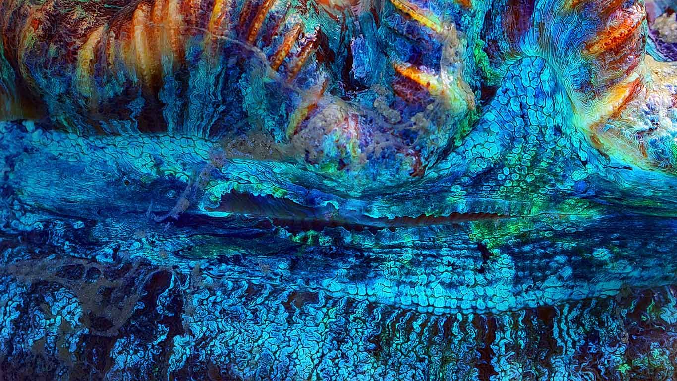 Close-up detail of a giant clam near the Whitsunday Islands, Australia