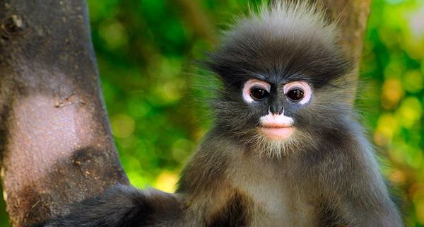 DuskyLeafMonkey