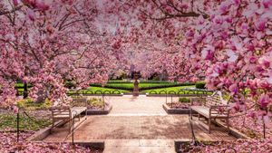 国家广场内盛开的樱花，美国华盛顿哥伦比亚特区 (© Sean Pavone/Alamy)(Bing China)