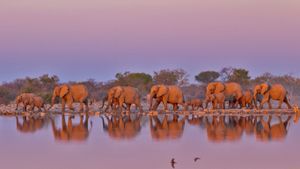 ｢ゾウの群れ｣南アフリカ共和国, クルーガー国立公園 (© Yva Momatiuk and John Eastcott/Minden Pictures)(Bing Japan)