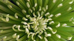 Chrysanthemum flower, green Anastasia variety (© Tom Joslyn/age fotostock/SuperStock)(Bing Australia)