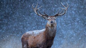 A red deer in the snow (© Getty Images)(Bing United Kingdom)