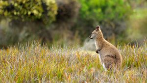Wallaby at Mt. William National Park, Tasmania (© keiichihiki/iStock/Getty Images Plus)(Bing Australia)