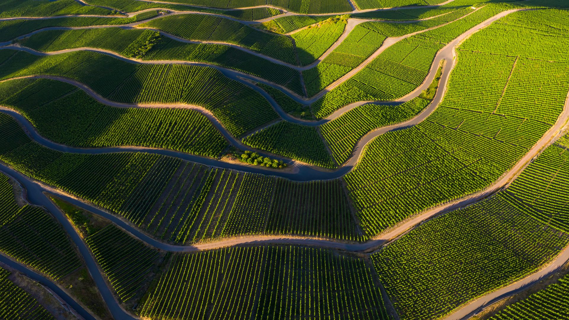 Vineyards in the Moselle Valley, Rhineland-Palatinate, Germany