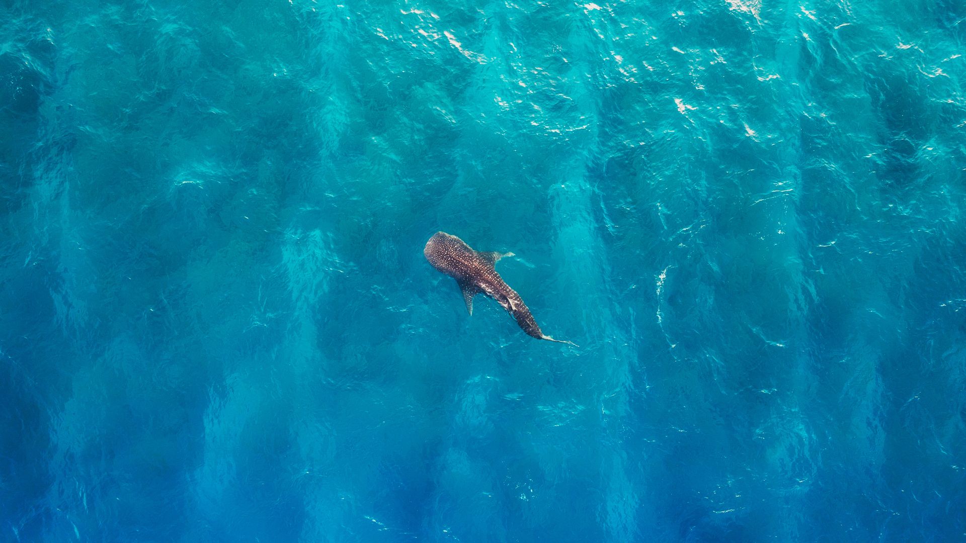 Whale shark off the coast of Alifu Dhaalu Atoll, Maldives
