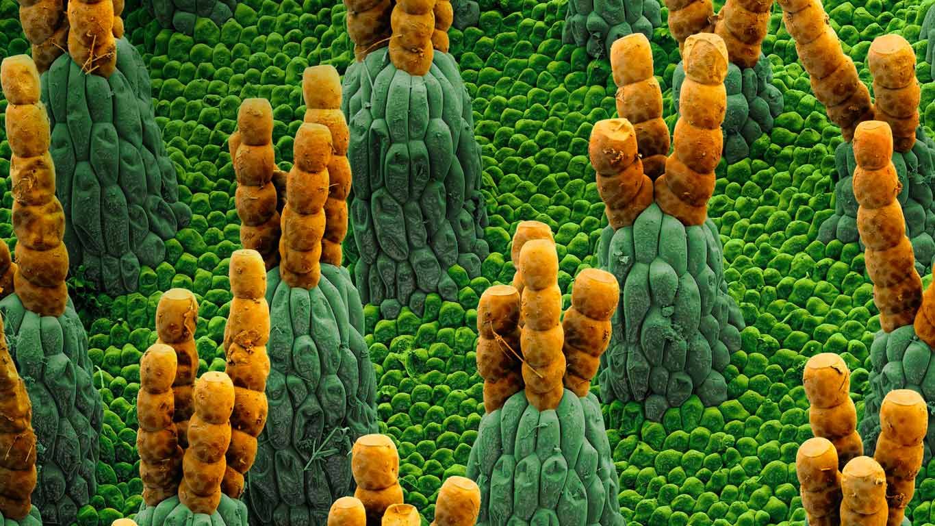 Microphotograph of giant salvinia, a water fern