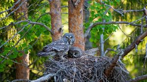 Great gray owls in their nest, Finland (© imageBROKER.com/Alamy)(Bing United States)