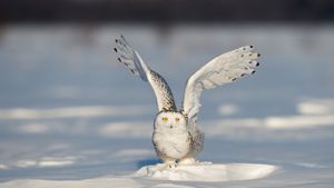 A snowy owl on the icy field, Quebec City, Canada (© Marco Pozzi Photographer/Moment/Getty Images)(Bing Canada)
