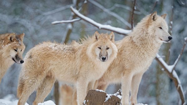 Arctic wolf family in Canada
