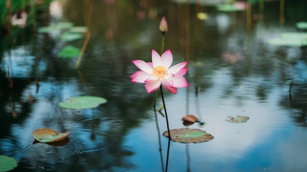 Sacred lotus growing in water